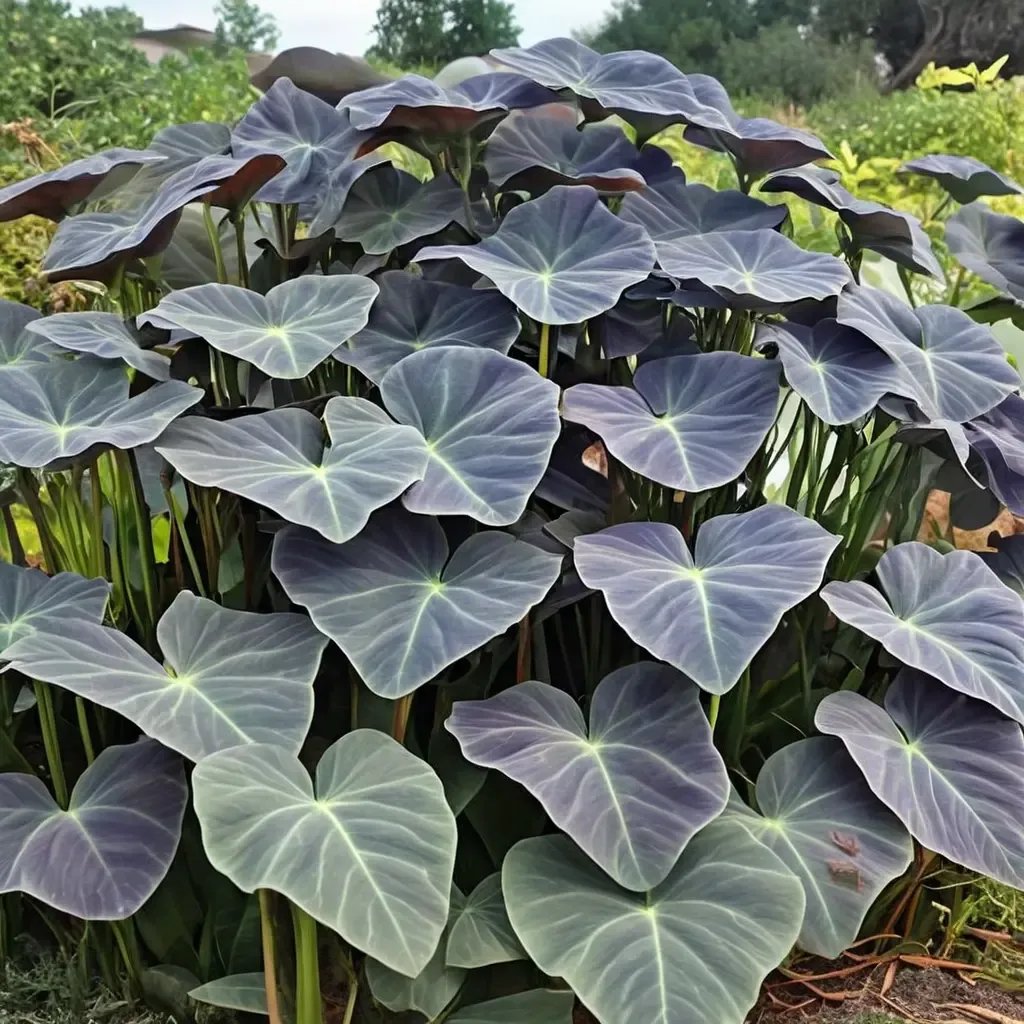 Colocasia esculenta 'Coal Miner'