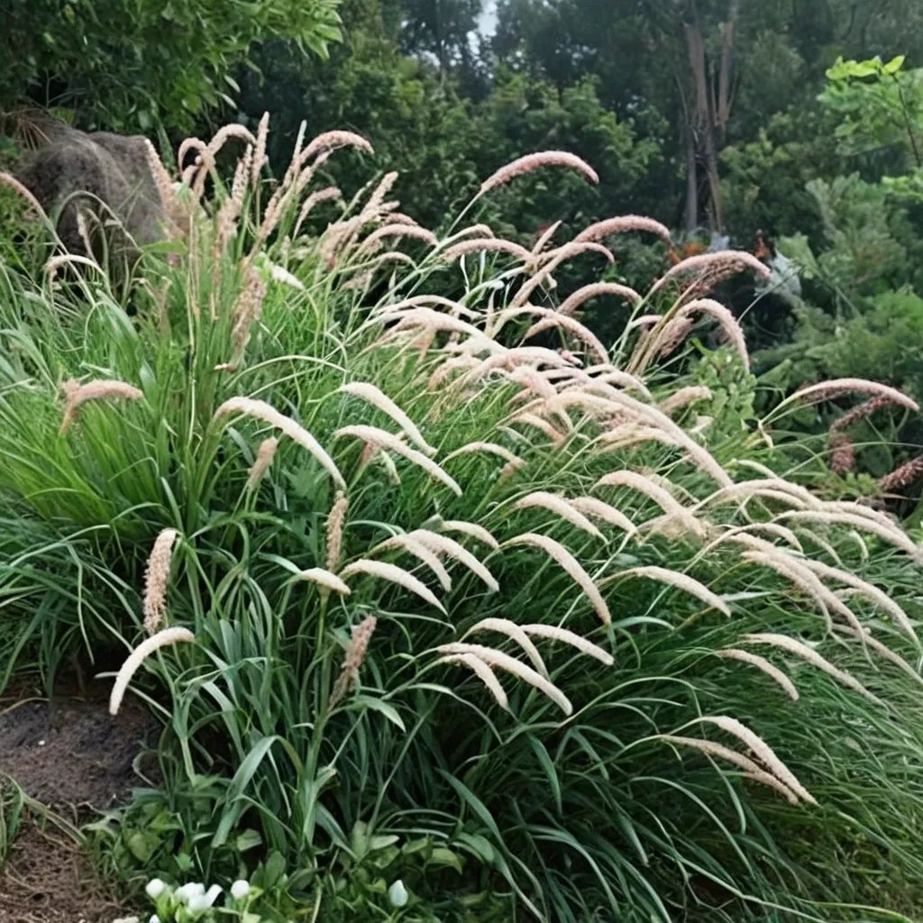 Pennisetum orientale 'Tall Tails'