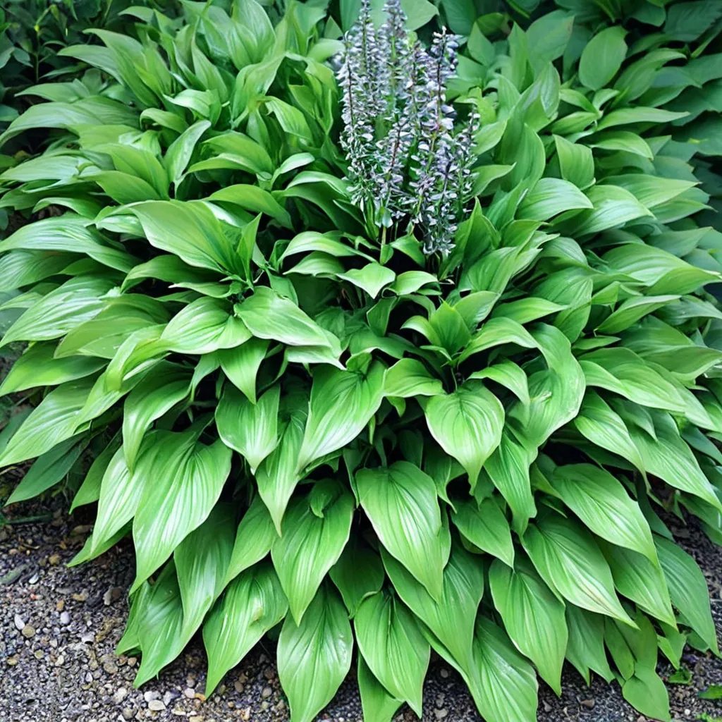 Hosta lancifolia