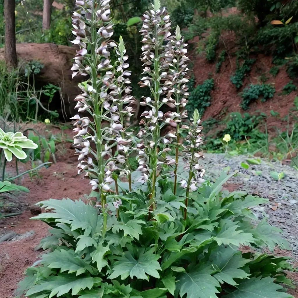 Acanthus mollis 'Summer Beauty'