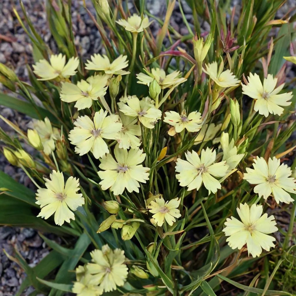 Dianthus knappii