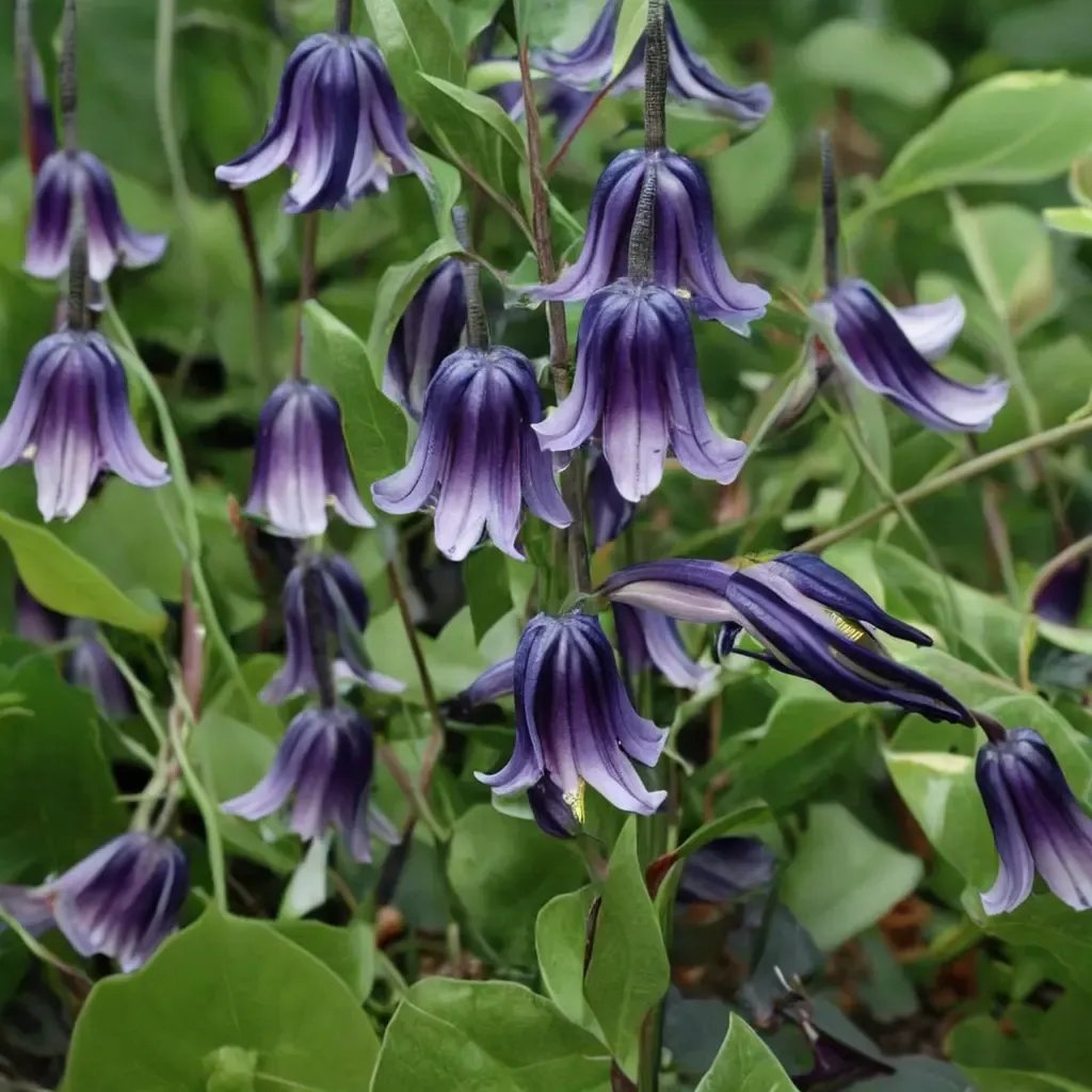Clematis villosa 'Rooguchi'