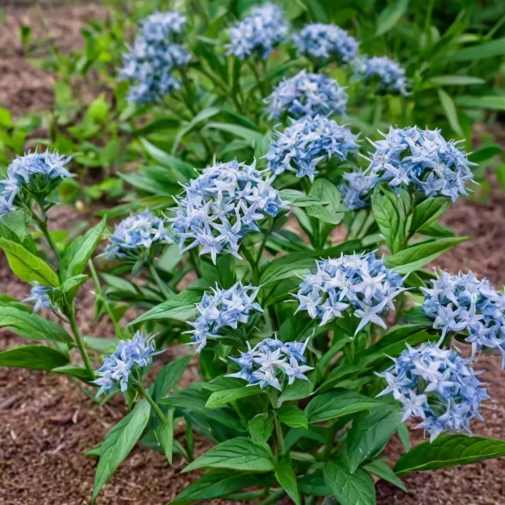 Amsonia tabernaemontana 'Blue Star'