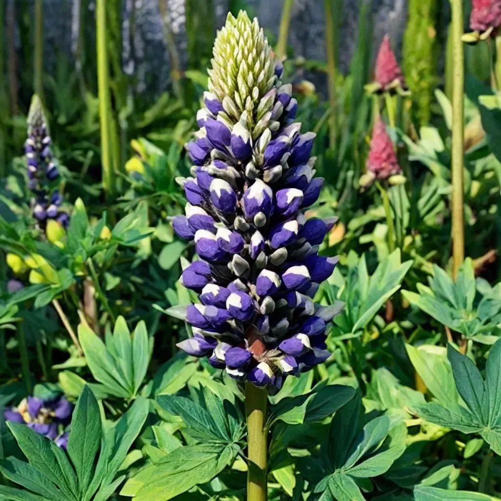 Lupinus polyphyllus 'Blacksmith'