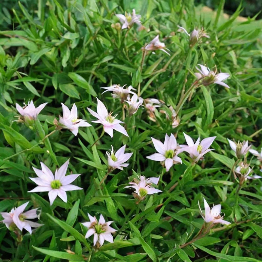 Lobelia chinensis
