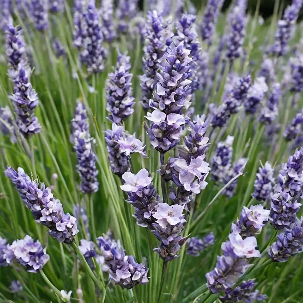 Lavandula angustifolia 'Melissa Lilac'