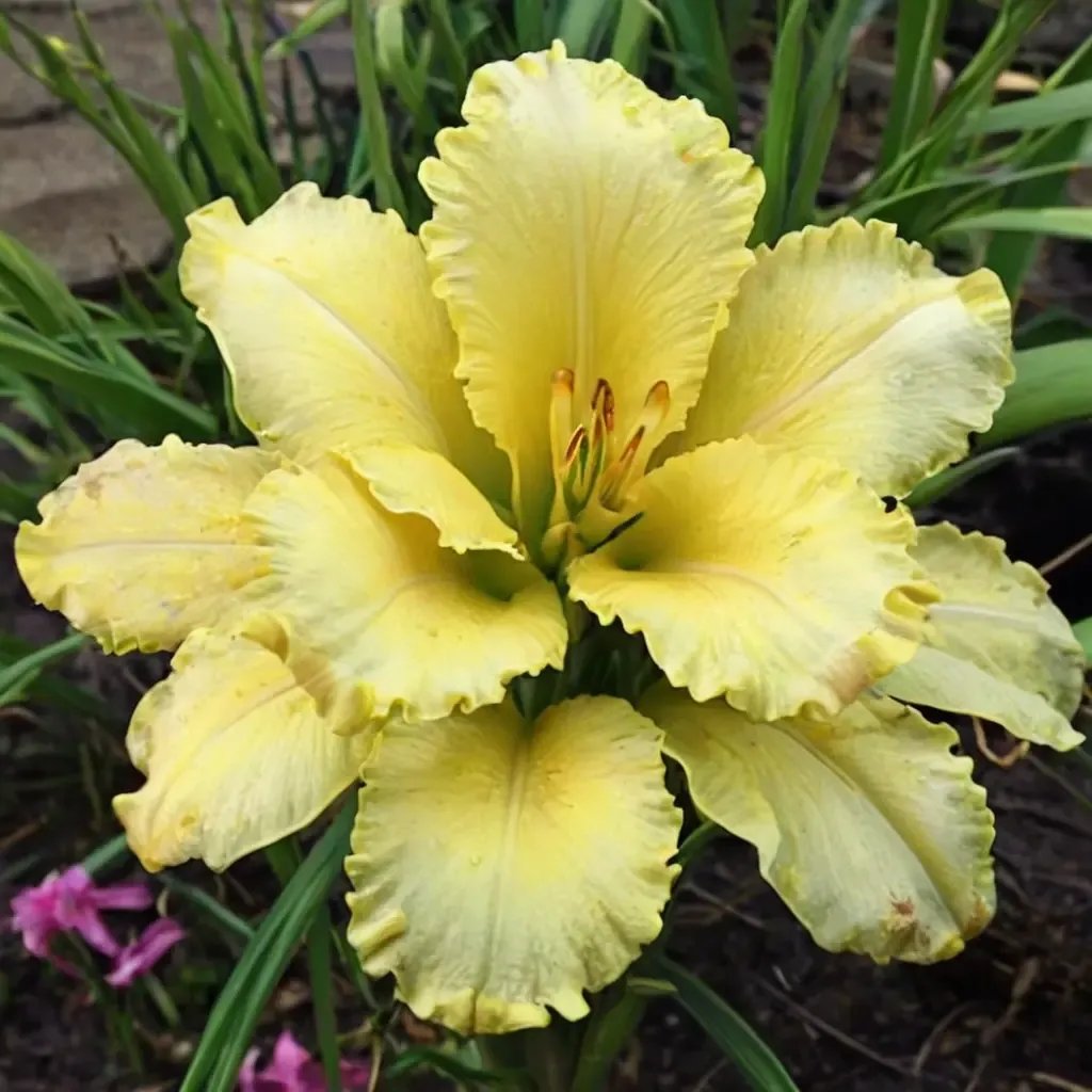 Hemerocallis fulva 'Siloam Amazing Grace'