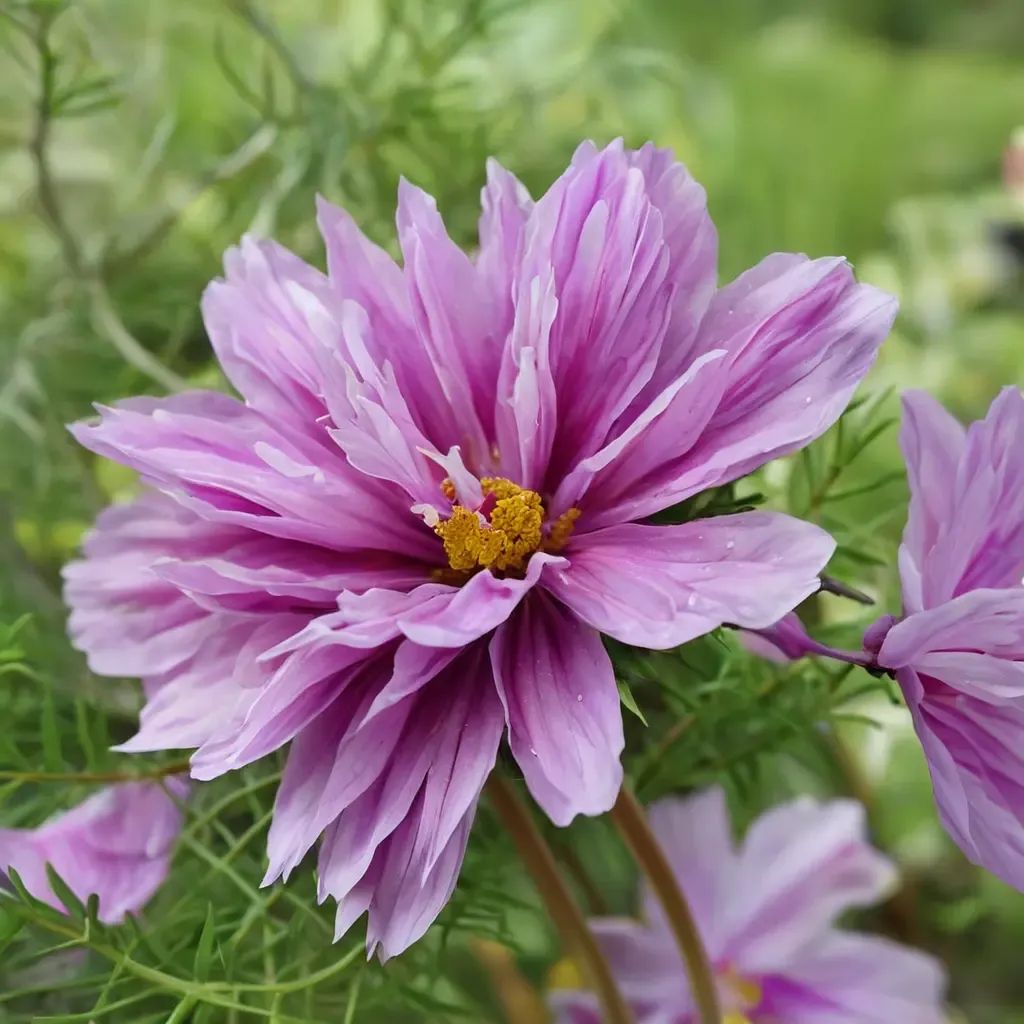 Cosmos bipinnatus 'Fizzy Pink'