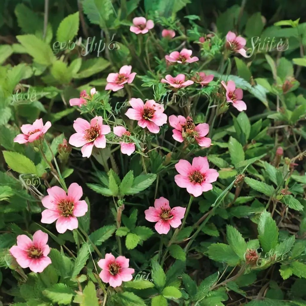 Potentilla nepalensis 'Shogran'