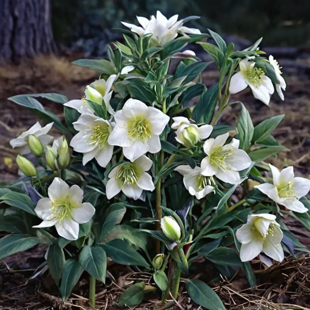 Helleborus niger