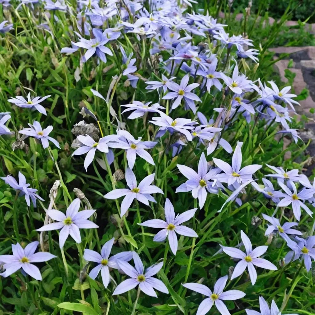 Laurentia australis 'Blue Star'