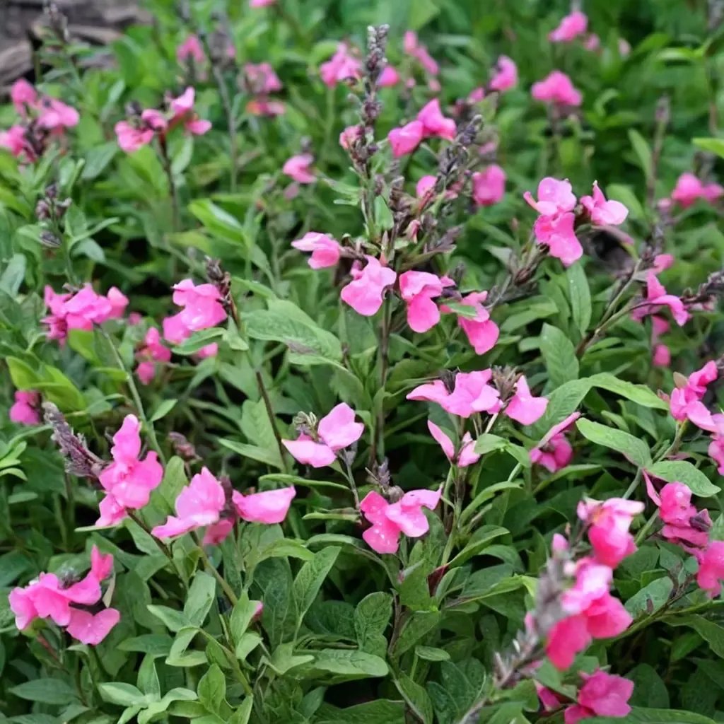 Salvia greggii 'Big Pink'