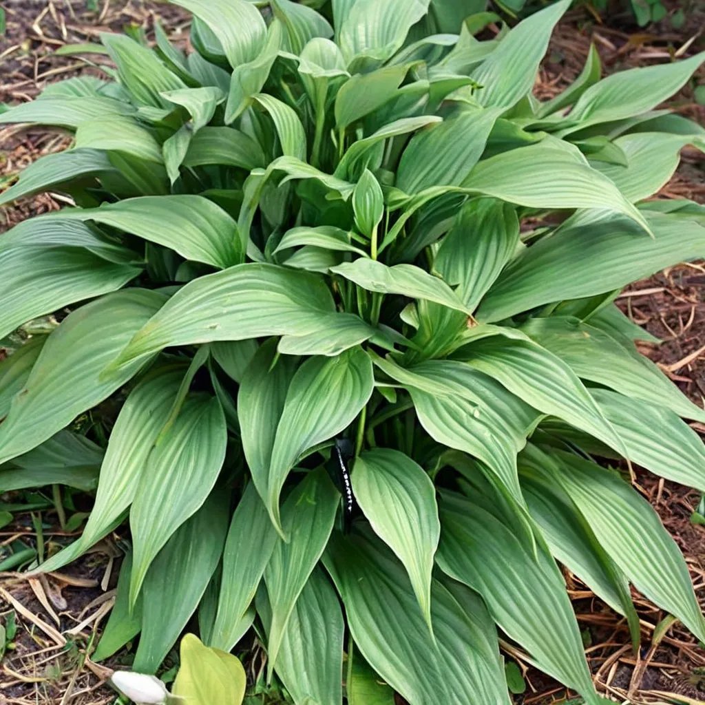 Hosta kikutii