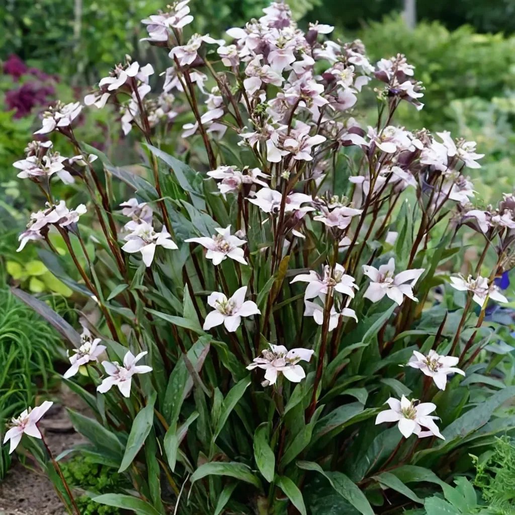 Penstemon digitalis 'Husker Red'