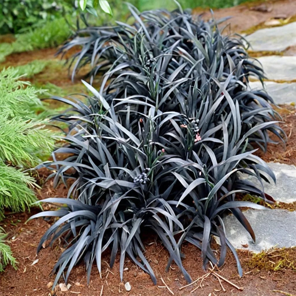 Ophiopogon planiscapus 'Black'