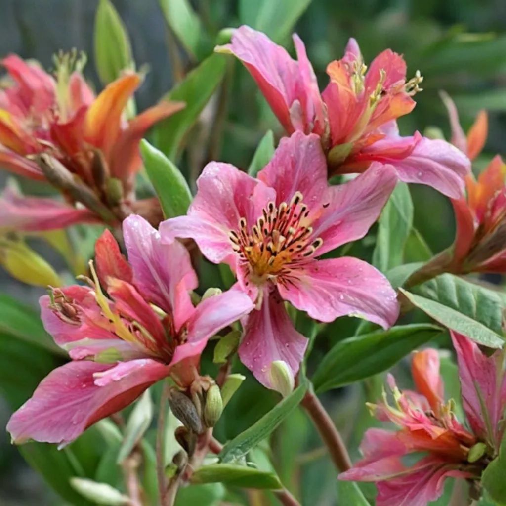 Alstroemeria x hybrida 'Patricia Lynn'