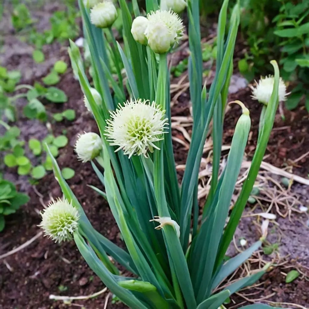 Allium fistulosum