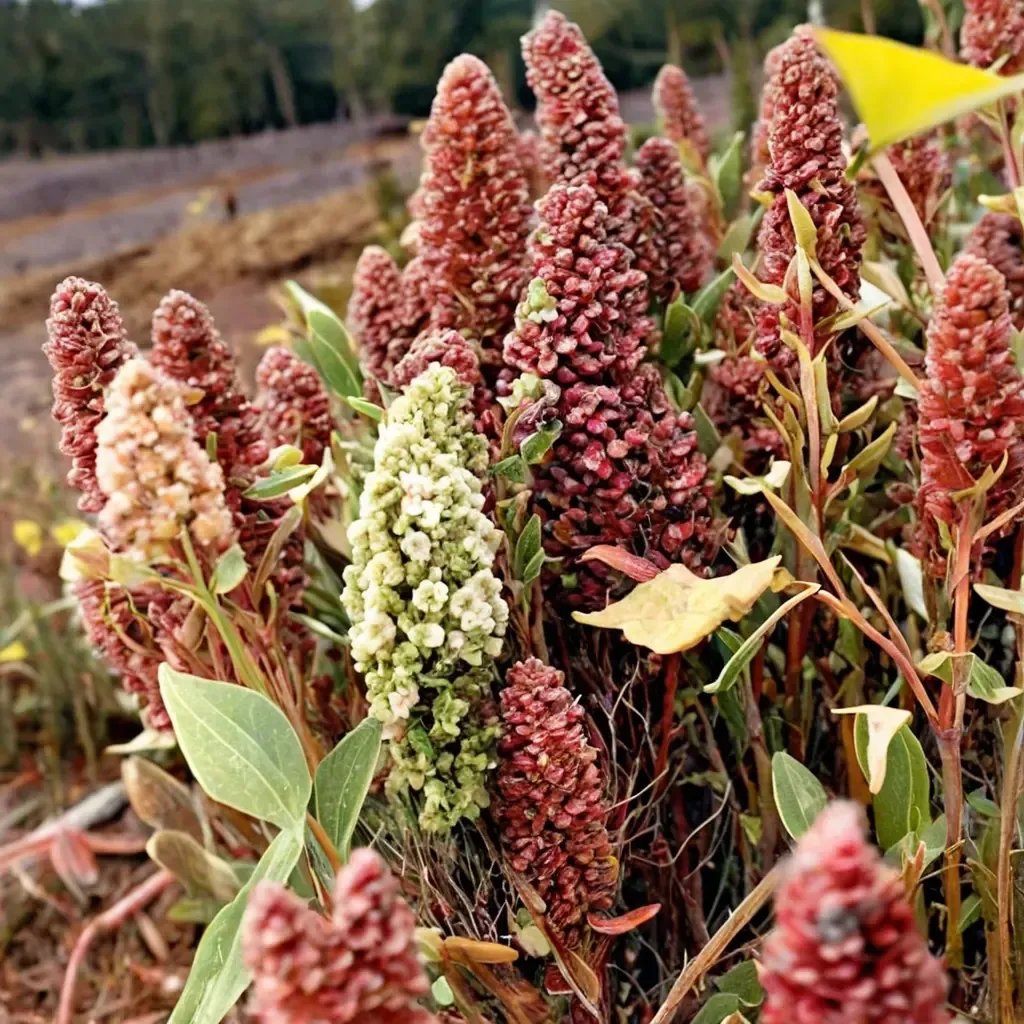Chenopodium quinoa 'Mix'
