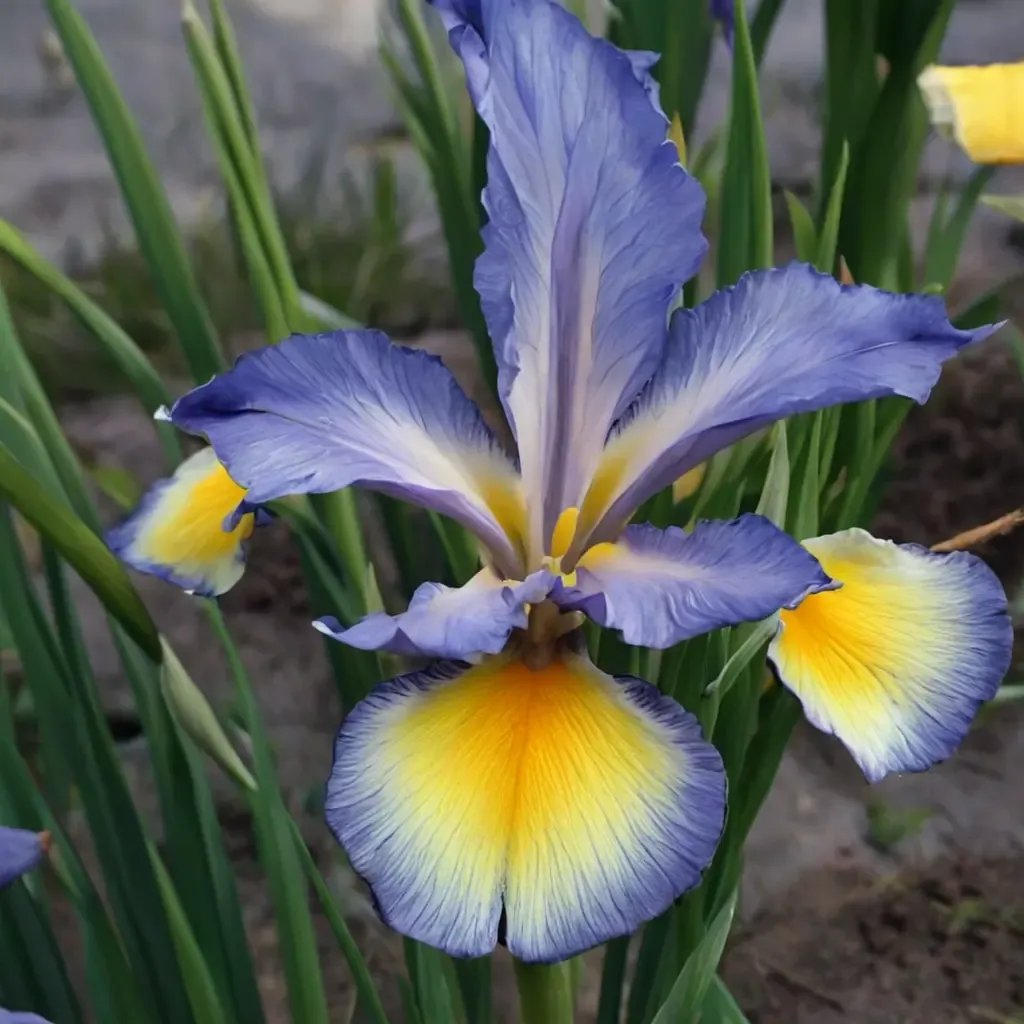 Iris spuria 'Missouri Rainbows'