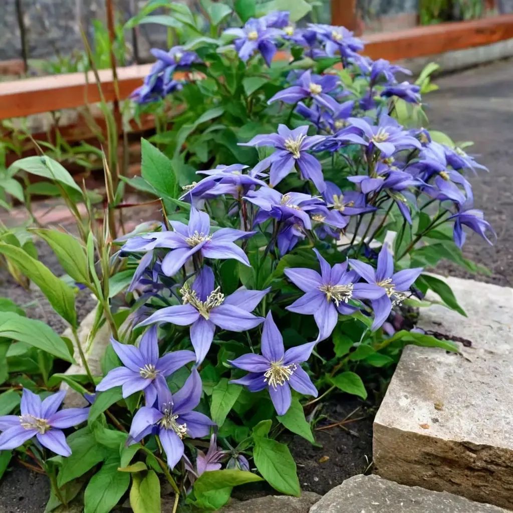 Clematis x jouiniana 'Chloe'
