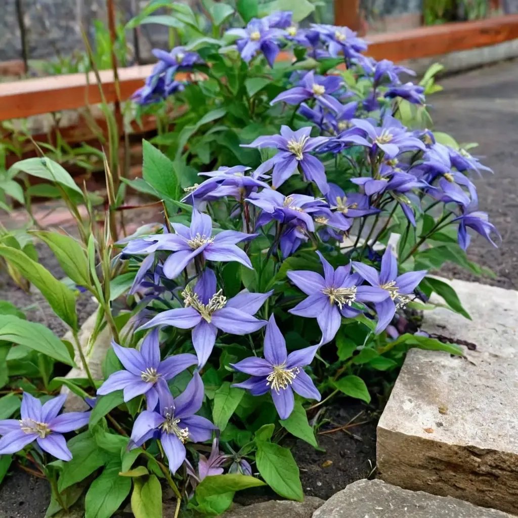 Clematis x jouiniana 'Chloe'