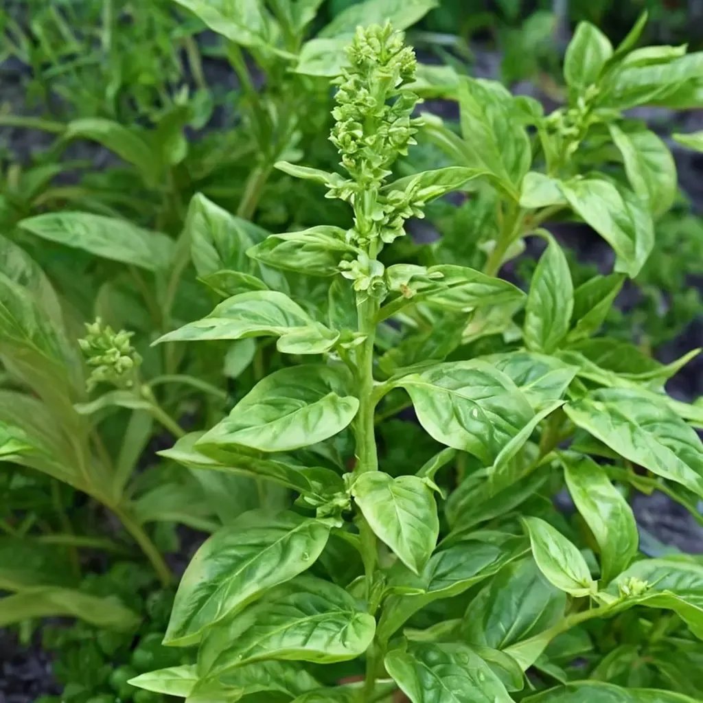 Ocimum basilicum 'Sweet Basil'