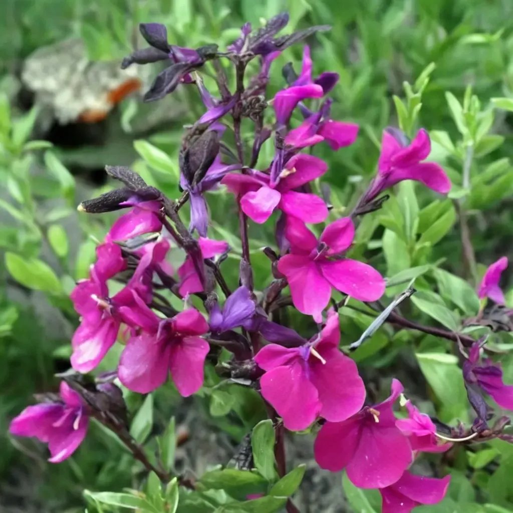 Salvia greggii 'Diane'