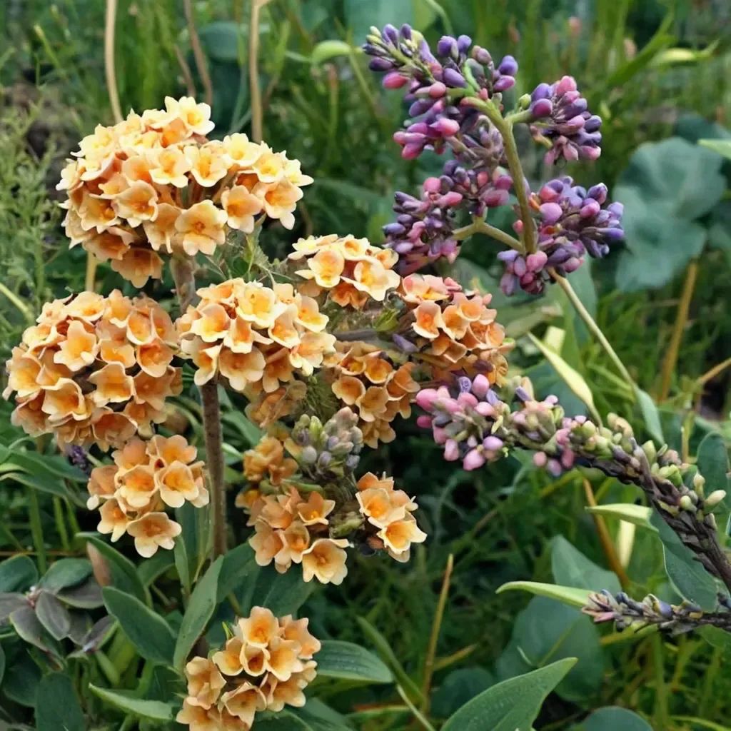 Buddelia x weyeriana