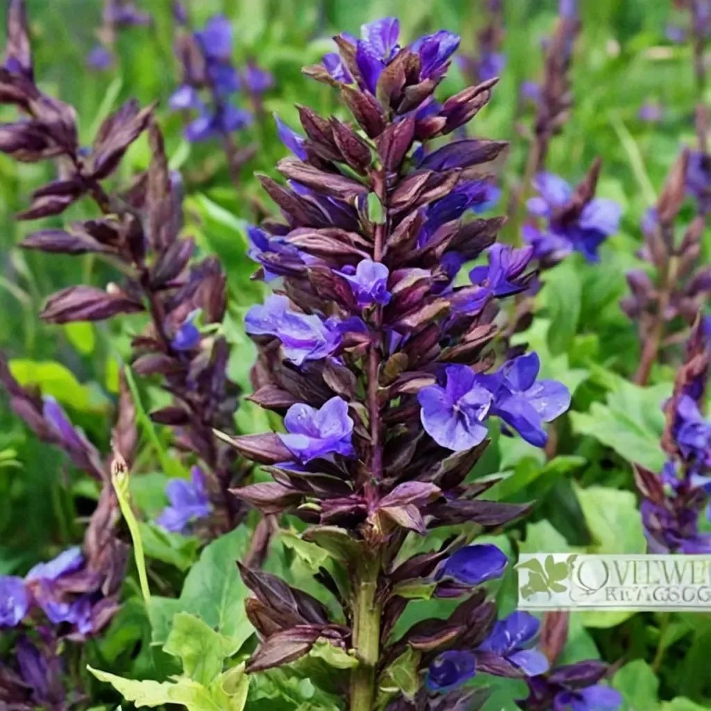 Salvia officinalis 'Burgundy'
