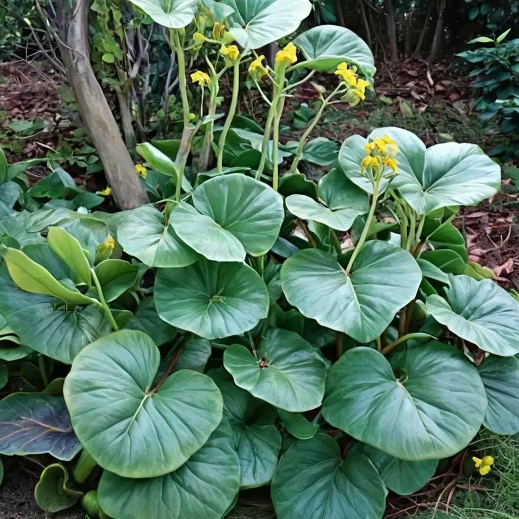 Farfugium japonicum 'giganteum Marco'