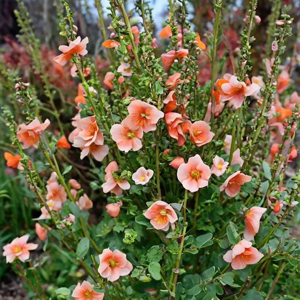 Alonsoa meridionalis
