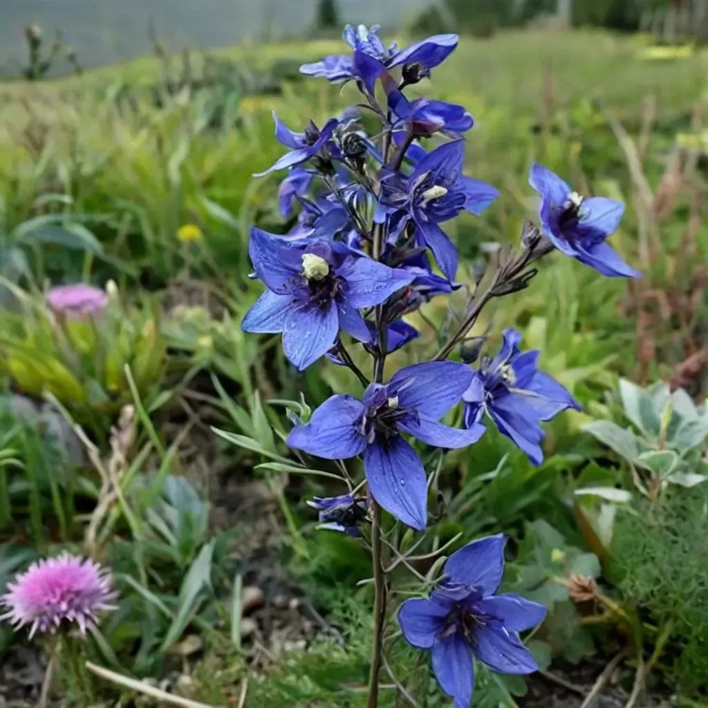 Delphinium mirabile