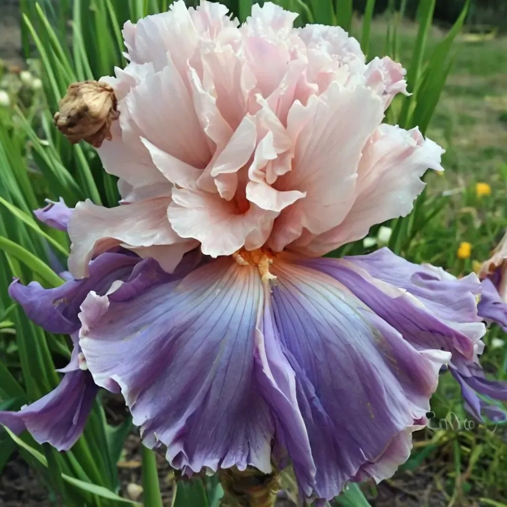Iris iris 'Venita Faye'