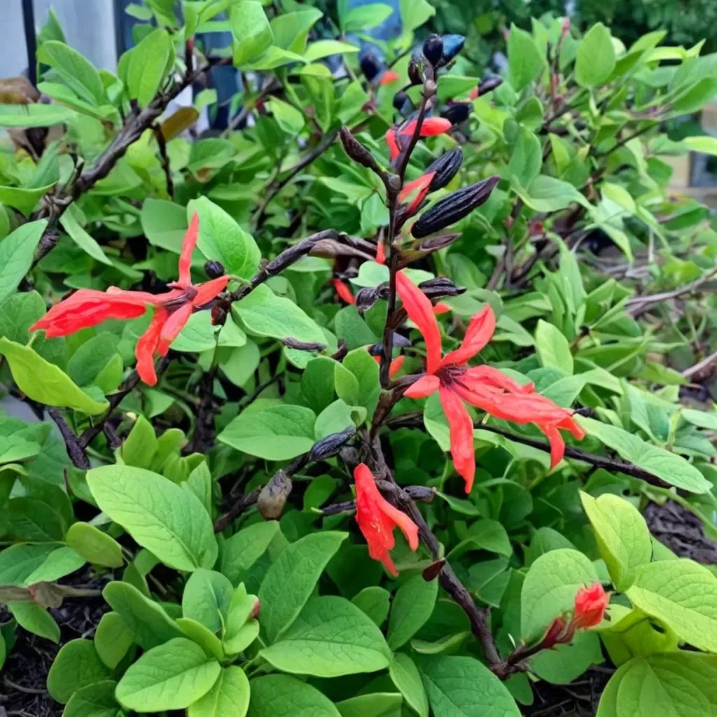 Salvia gesneriiflora 'Mole Poblano'