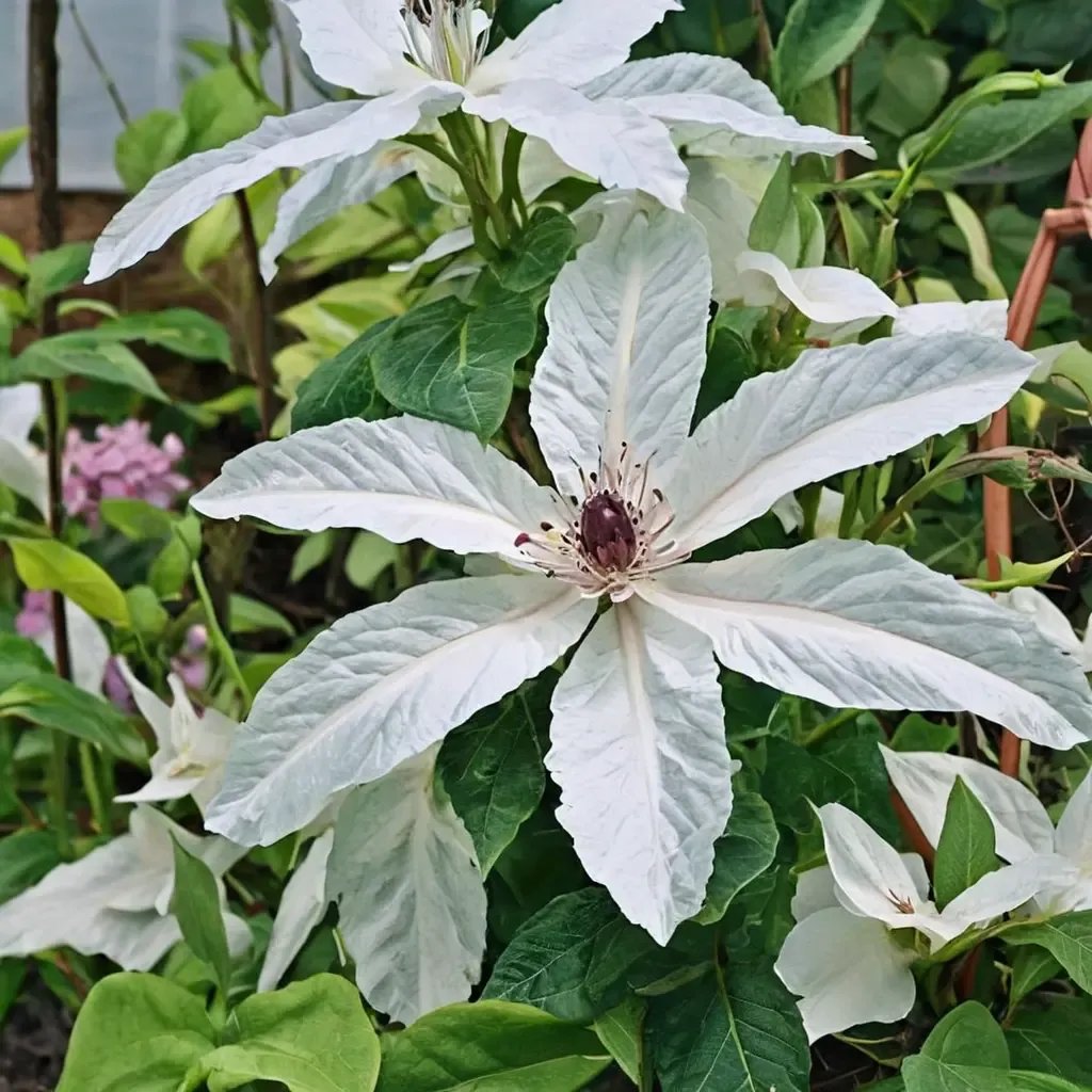 Clematis x cartmanii 'Beautiful Bride'