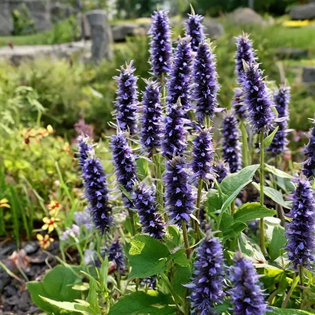 Agastache foeniculum 'Black Adder'