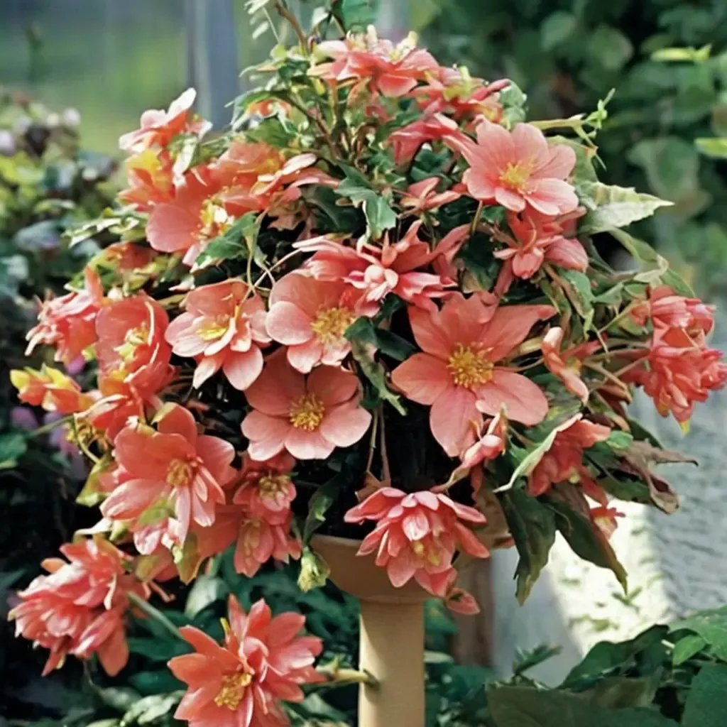 Begonia x tuberhybrida 'Illumination Salmon Pink'