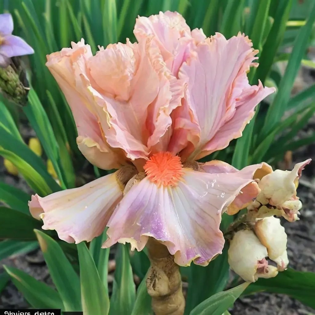 Iris x germanica 'Eye Candy'