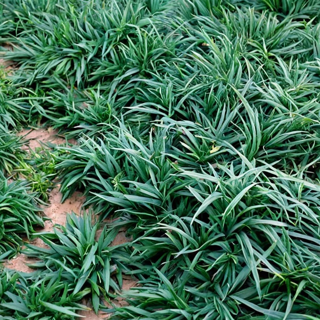 Ophiopogon japonicus 'Dwarf'