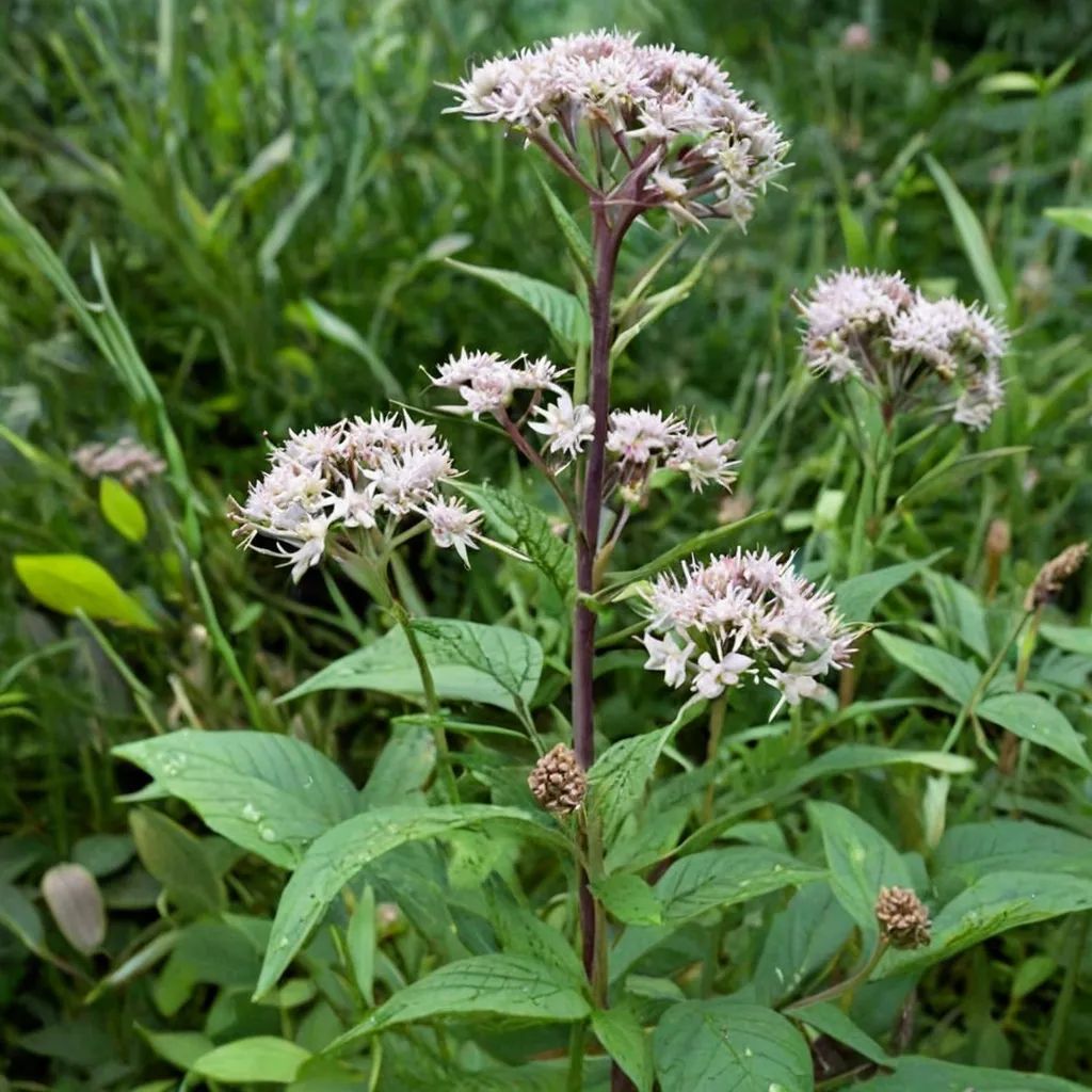 Eupatorium chinense