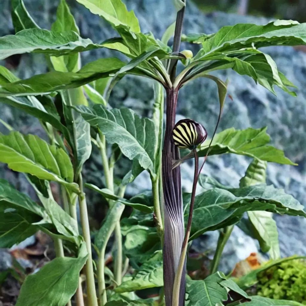Arisaema concinnum