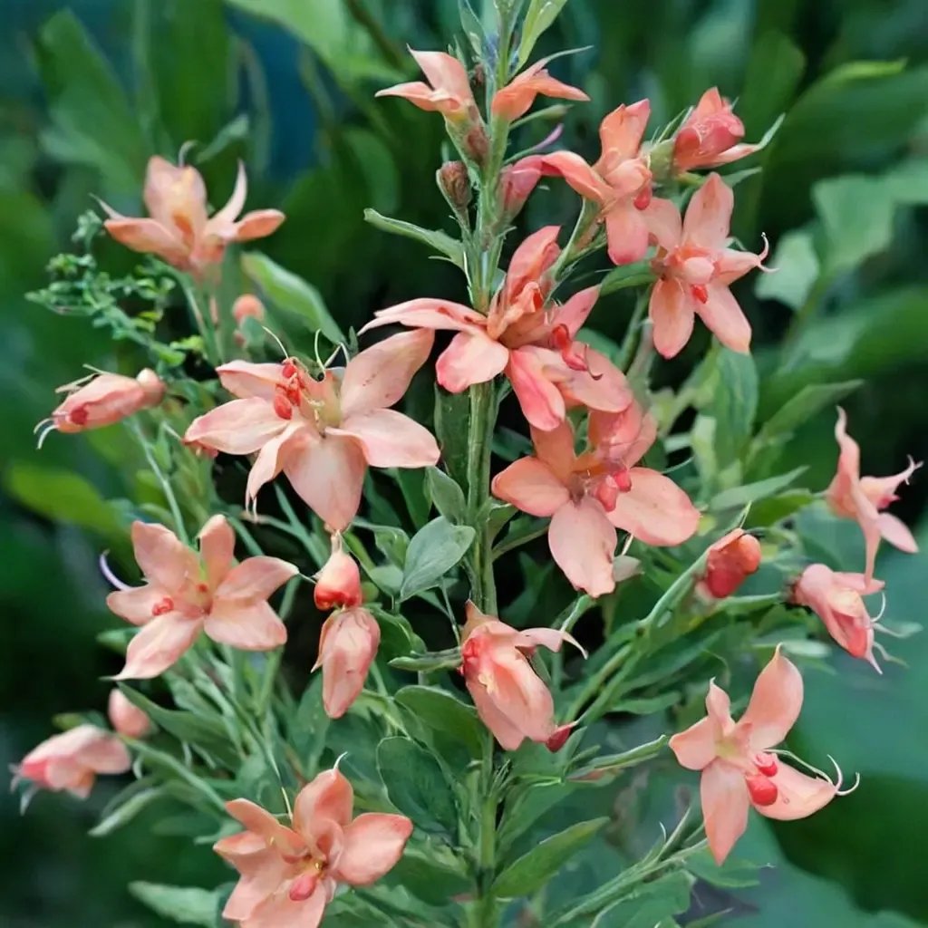 Salvia x jamensis 'California Sunset'