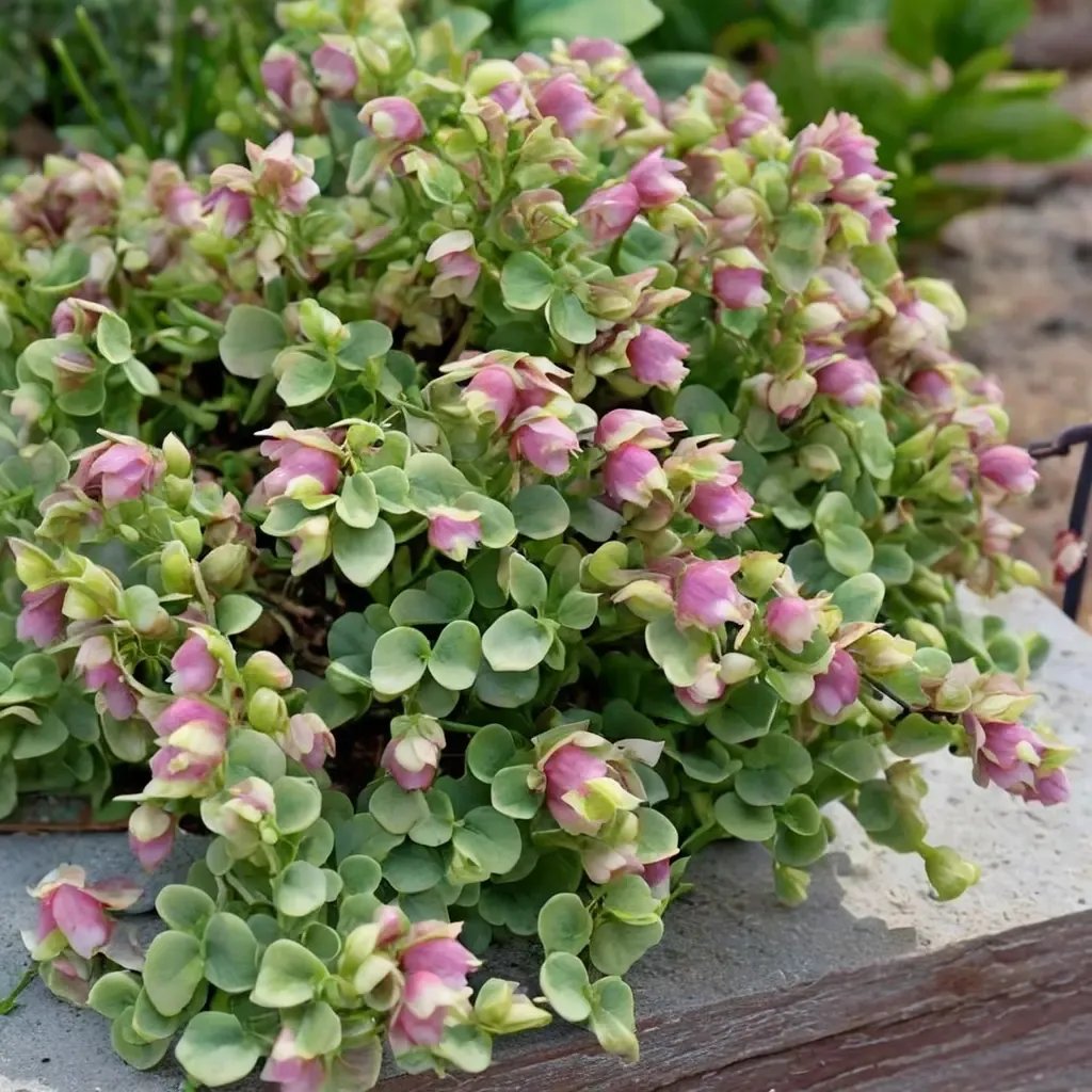 Origanum vulgare 'Kirigami'