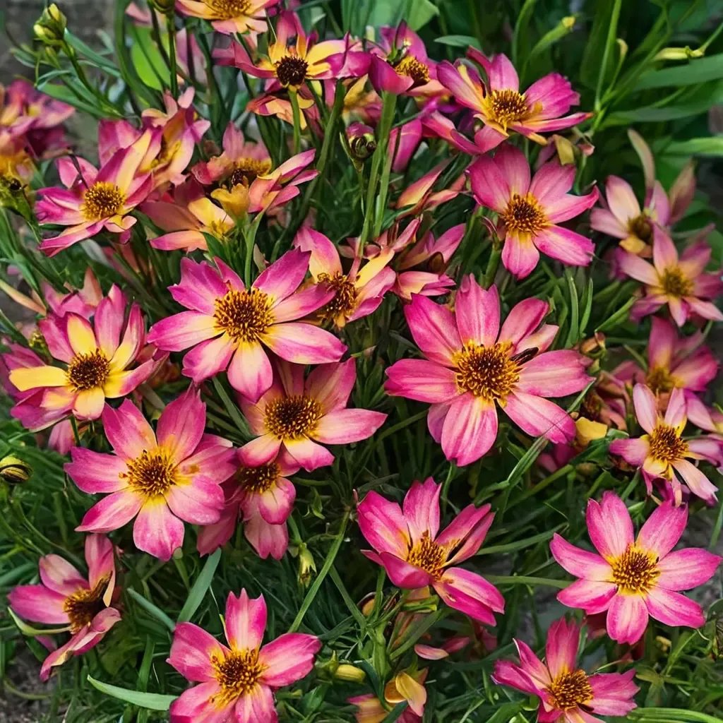 Coreopsis tinctoria 'Sweet Tart'