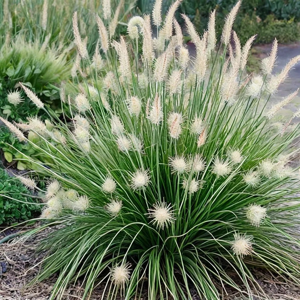 Pennisetum alopecuroides 'Little Bunny'
