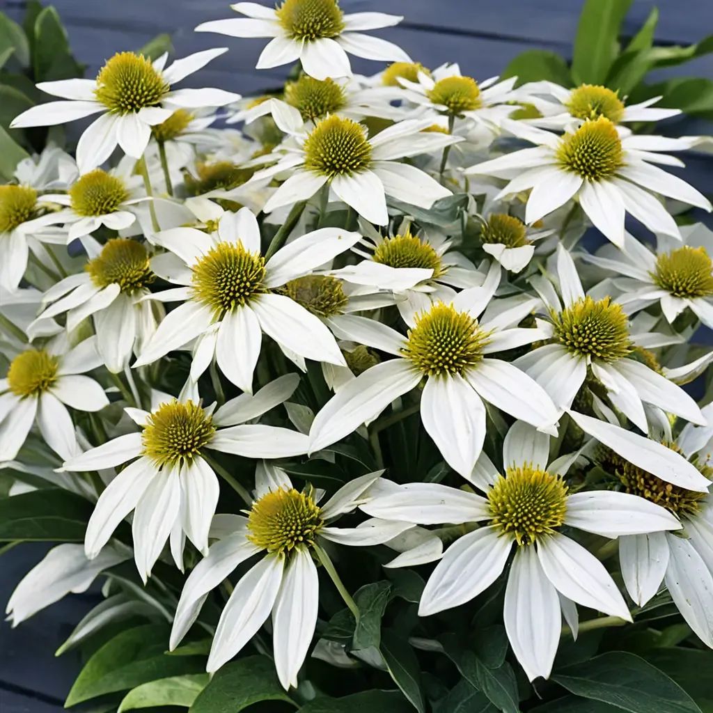 Echinacea purpurea 'Kismet White'
