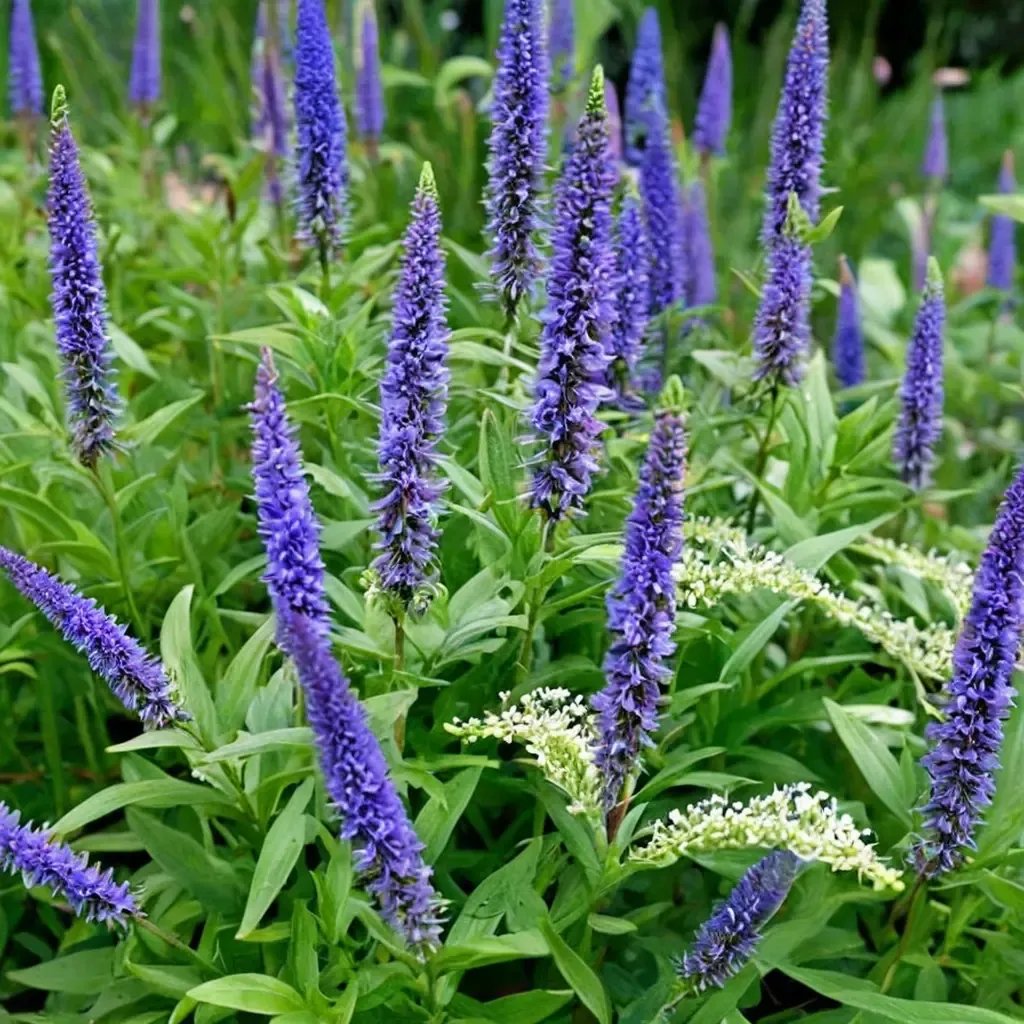 Veronica longifolia 'Bushy Boy'