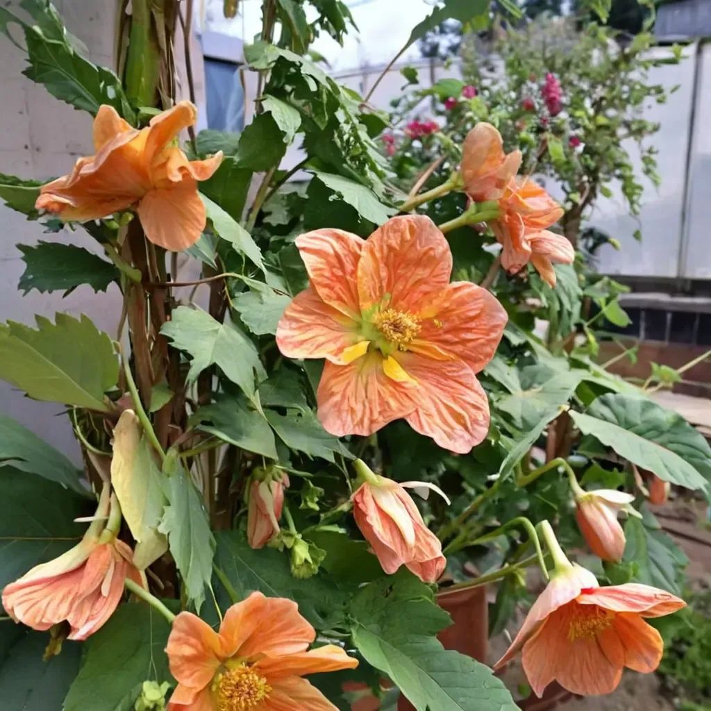 Abutilon x hybrida 'Victor Reiter'