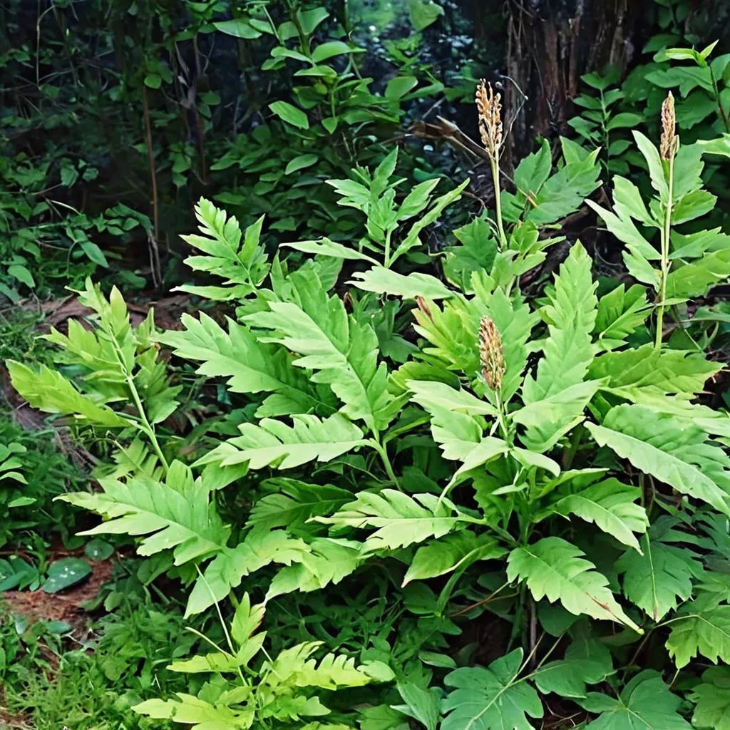 Osmunda regalis