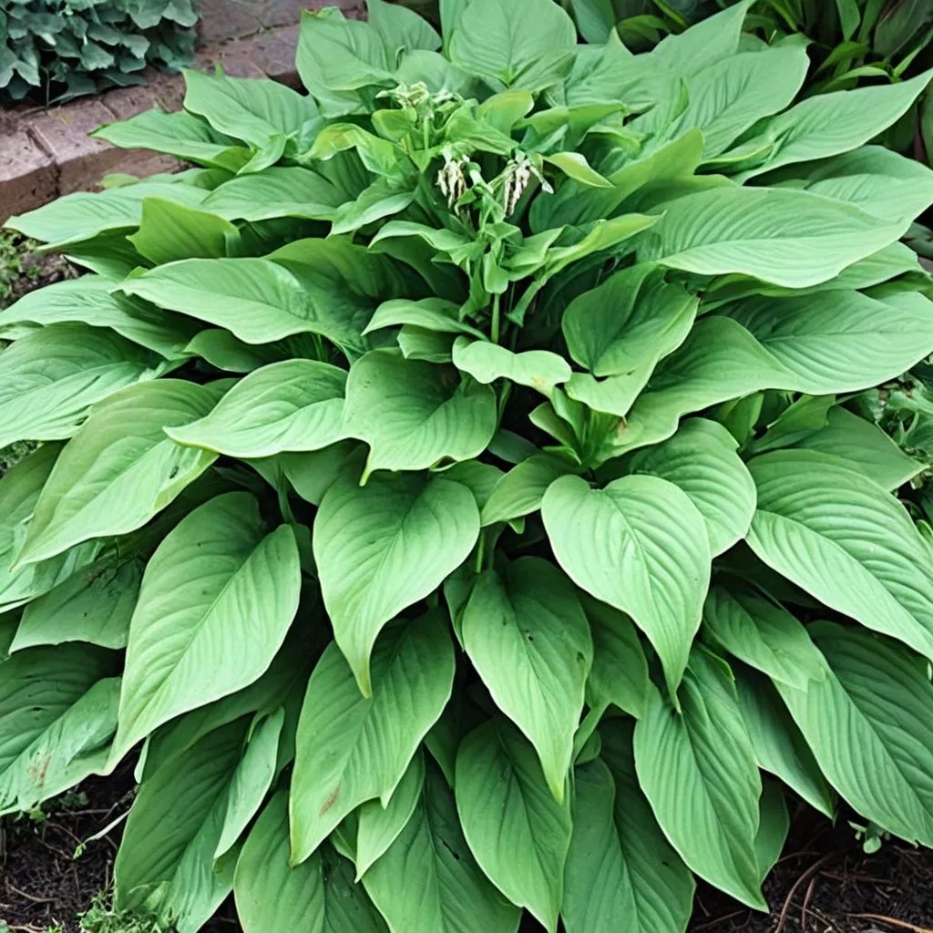 Hosta x hybrida 'Green Acres'